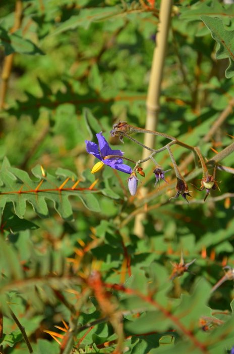 Solanum pyracanthum 'Lucifer' (2)